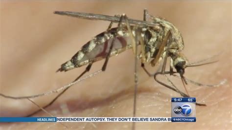 How To Avoid Mosquito Bites Prevent West Nile Virus Abc7 Chicago