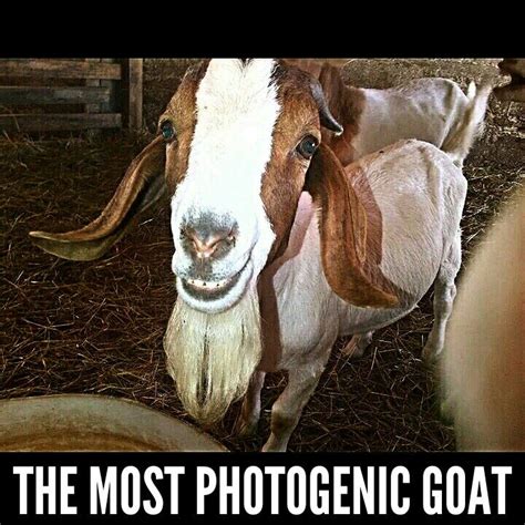 This Is A Meme I Found And Thats My Goat Xd Leos On A Meme Goats