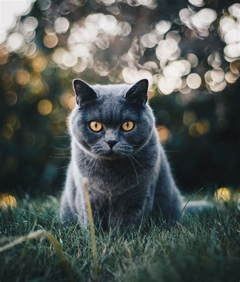 Selective Focus Photo Of Grey Cat · Free Stock Photo