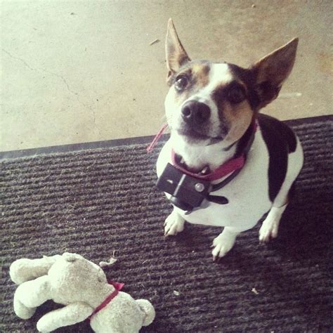 I Love My Dog Jax Hes A Rat Terrier I Love Dogs Terrier Rat