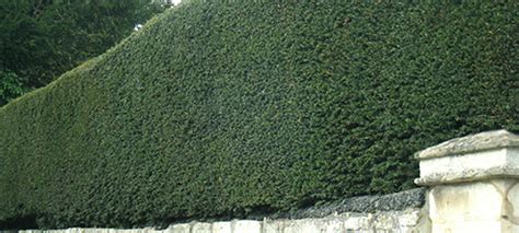 English Yew Hedge Taxus Baccata Buy Hedges Direct Uk