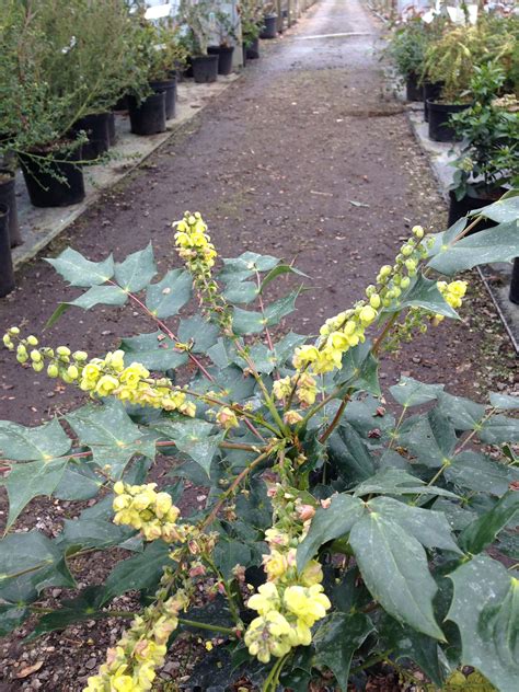 Mahonia Japonica Bealei 35m Yellow Scented Flowers In Winter