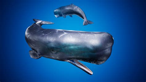 Sculpture Art Objects Sperm Whale Etna Com Pe