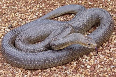 10 Serpentes Mais Venenosas Do Mundo Eu Quero Biologia