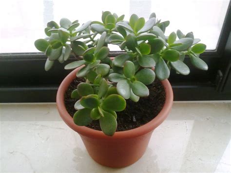 If you have indoor plants that grow fast, it needs fertilizer more often than those that don't grow quickly. House Plant Care and Maintenance - The Top Five Tips For ...