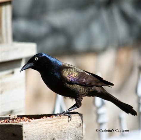 Round The Bend Wild Birds Common Grackle