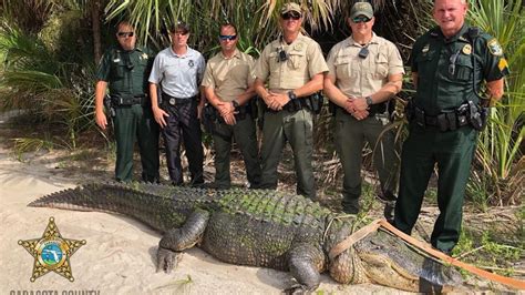 Massive Alligator Captured In Florida Park This May Be The Largest