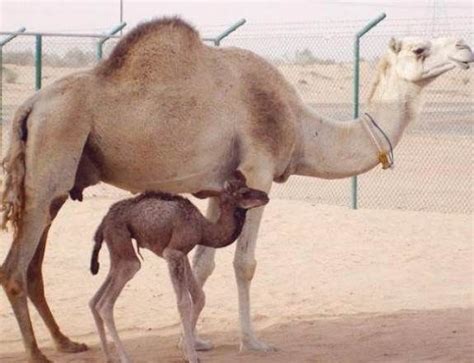 I understand the reason to camel case variable names, but i've always wondered why you would camel case a method name? Pin on Camels
