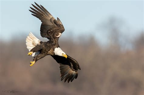 Eagles And Other Birds Of Prey Chris Harrison Photography