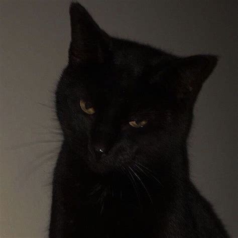 정우포카는무조건 ‘김오복애깅 ੯‧̀͡u On Twitter Black Cat Aesthetic Cat Aesthetic