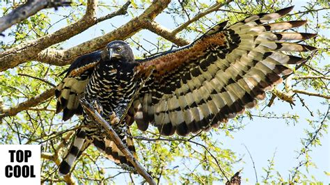 Amazing Facts About African Crowned Eagle Youtube