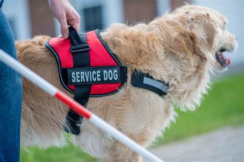 Tightening The Leash On Fake Service Animals The Whole Pet Vet The