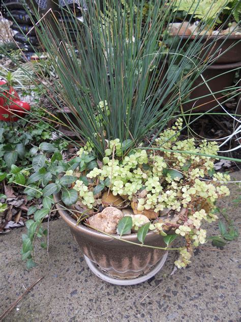 winter container gardening | Winter container gardening, Container gardening, Winter container