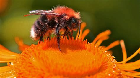 Cute Bee Desktop Wallpapers - Top Free Cute Bee Desktop Backgrounds