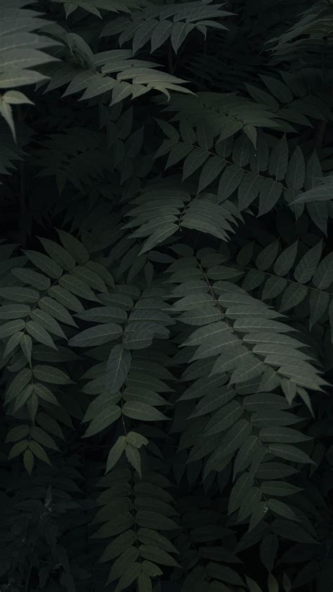 Share More Than 58 Dark Plant Wallpaper Super Hot Incdgdbentre