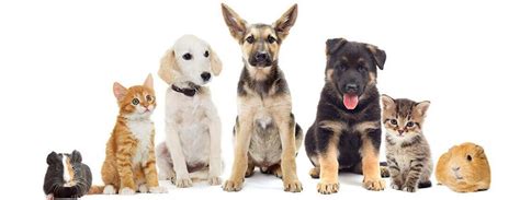 Are Pet Meds From Australia Safe Revolution Is A Safe And Simple Way