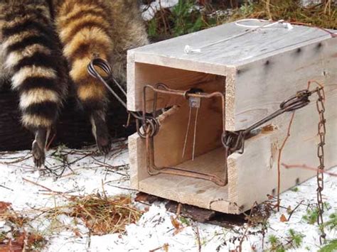 How To Trap Fur Animals Grit
