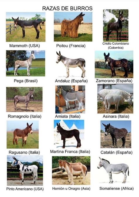 Types Of Donkeys Donkey Breeds Animal Pictures Cute Animals