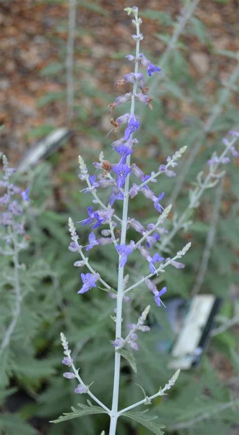 Russian Sage 1 Container Grimms Gardens