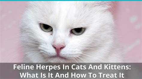 Herpes causes respiratory and eye symptoms, so it often referred to as cat flu or even feline viral rhinotracheitis (fvr). Feline Herpes In Cats And Kittens: Herpesvirus Symptoms ...
