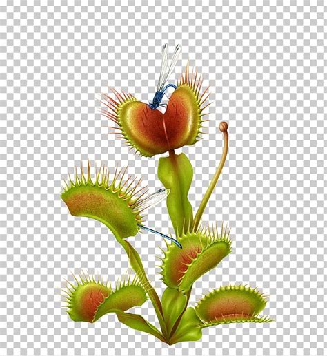 Sarracenia Purpurea Venus Flytrap Carnivorous Plant Botanical Illustration Illustration Png