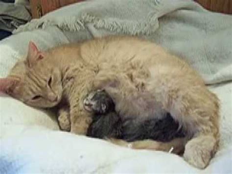 They can give birth several times a year, but are usually more fertile during the brighter months. Lucy Cat Gives Birth - YouTube