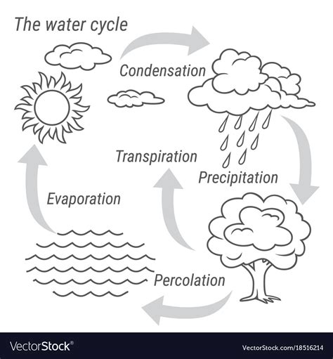 Water Cycle Black And White Royalty Free Vector Image