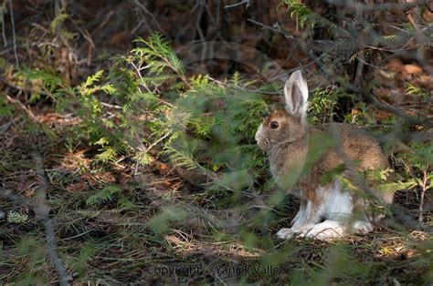 Showshoe Hare Showshoe Hare In The Woods Yanick Vallée Flickr