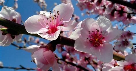 Quando Começa A Primavera Na Europa