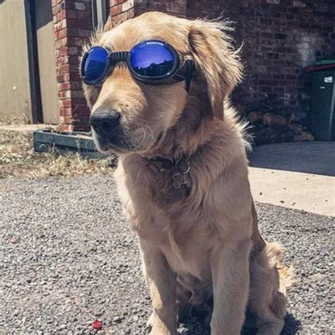 Doggles Dog Sunglasses