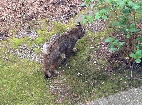 Shoreline Area News Wild Creatures Among Us Bobcats