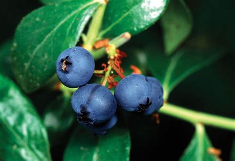 Blueberry Plant Britannica