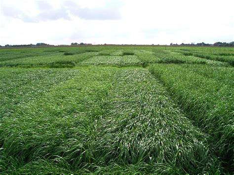 Grassaatgut der deutschen saatgut für beste ergebnisse. Zwischenfrüchte als Futter oder Biomasse ...