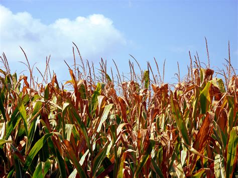 Field Corn Free Stock Photo Public Domain Pictures