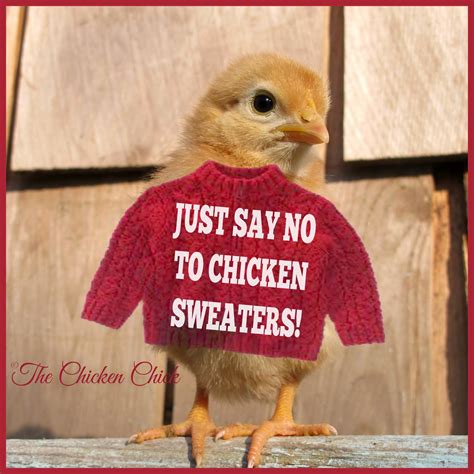 The Chicken Chick® Chicken Sweaters Just Say No