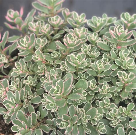 Stonecrop Sedum Spurium Tricolor From Saunders Brothers Inc