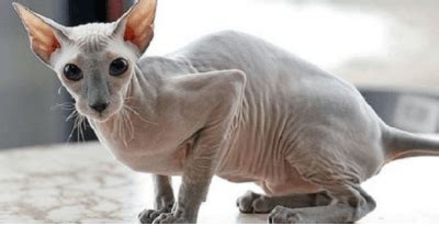 Animals are our best friends. Donskoy Cat, Don Sphynx: Everything To Know | HolidogTimes