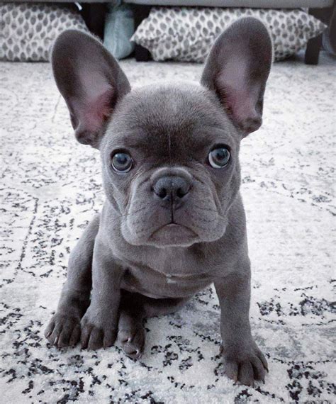 Breeders like to send french bulldog puppies to their new homes when they are nine or 10 weeks old. Rent a French bulldog - Buy French bulldog - Baby Frenchies.