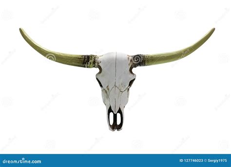 Skull With Horns Royalty Free Stock Photography