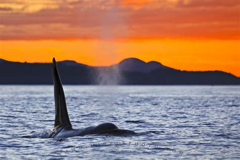 Male Orca Photo Information