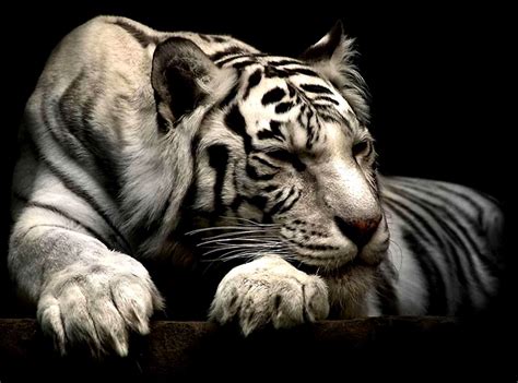 Siberian White Tiger Wallpaper Live Wallpaper Hd Tigre Branco