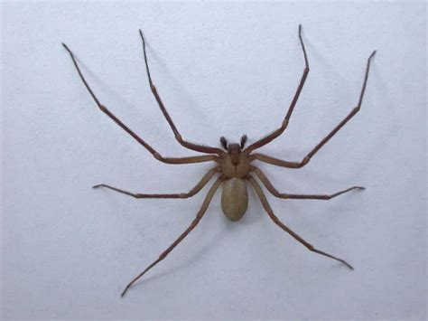 Brown Recluse Spider Or Fiddleback Spider Loxosceles Reclusa A