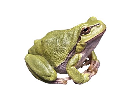 Download Frog Green Png Image For Free