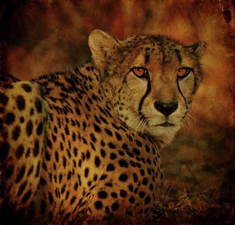 Cheetah Photograph By Sandy Keeton Fine Art America