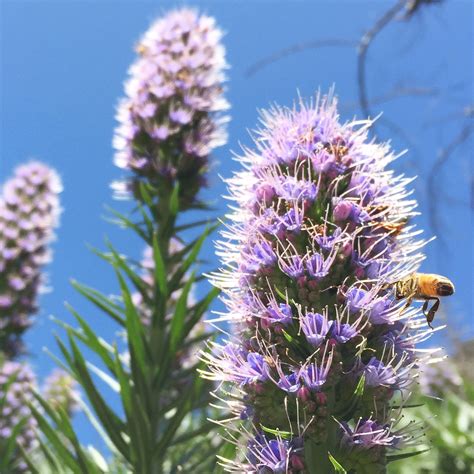 12 flowers that are good for bees. TOP 10 BEE-FRIENDLY FLOWERS - Beekeeping Like A Girl