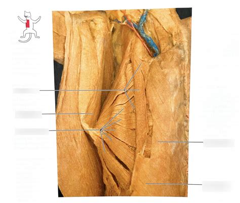 Cat Dissection Thorax 1 Diagram Quizlet