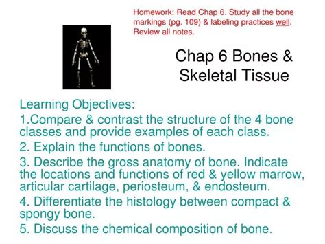 Ppt Chap 6 Bones And Skeletal Tissue Powerpoint Presentation Free