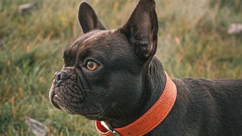 Download Wallpaper 1920x1080 French Bulldog Dog Black Pet Collar