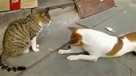 Angry Cat Fighting With Dogs Cat Vs Dog Fight Stop