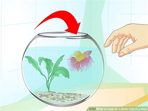 Fish guide for siamese fighting fish, betta splendens, betta profile with fish pictures, description and information, betta fish care, diet, habitat and fish diseases, tank mates and keeping the betta fish care infographic, a handy cheat sheet that will benefit any keepers of siamese fighting fish. How to Care for a Betta Fish in a Vase (with Pictures ...